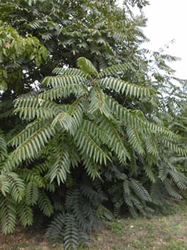 Pajaseň žliazkatý (Mirigyes bálványfa)