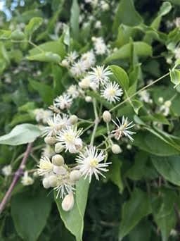 Plamienok plotný (Erdei iszalag)