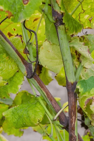 Na letoraste striedanie zelených a hnedých sekcií