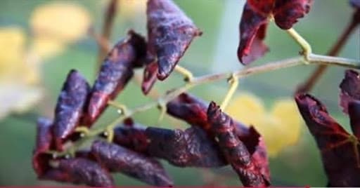 Ďalšia ukážka – prehnuté dolu, trojuholníkový tvar listu