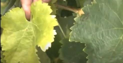 Biele odrody: zlto-žltá