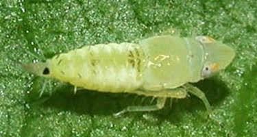 Tretie až piate nymfálne štádium (veľkosť 5,2–5,3 mm)