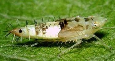 Tretie až piate nymfálne štádium – detail